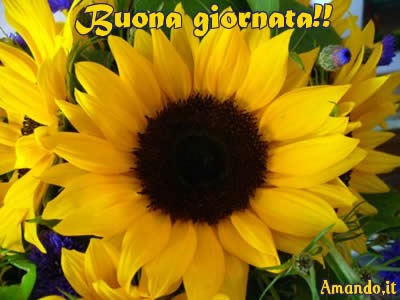 Frasi Per Compleanno Girasoli