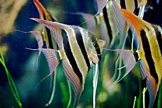 Ikan Hiasku Jenis Ikan Untuk Aquascape