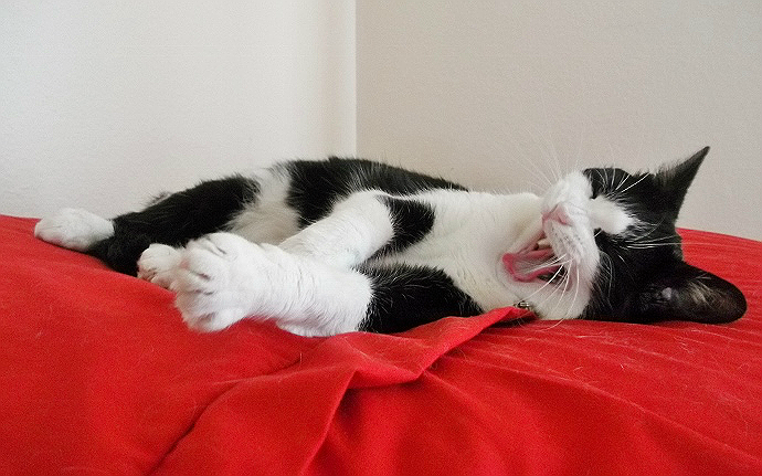 tuxedo kitty yawns