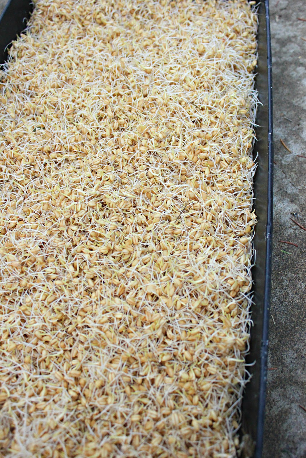 To Sing With Goats Fodder Tutorial! AKA How To Sprout Grain for