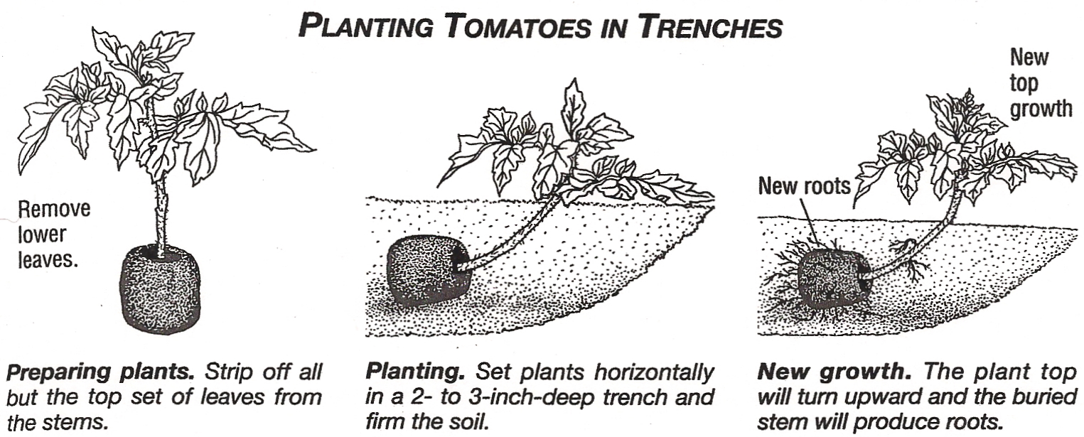 Are my tomato seedlings leggy? (and other tomato seedling