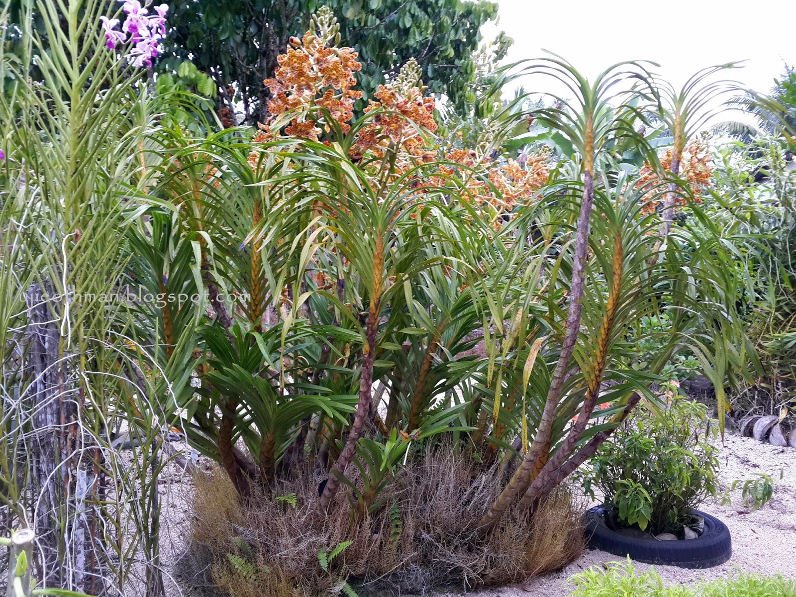 Gambar Bunga Orkid Harimau Toko Fd Flashdisk Flashdrive