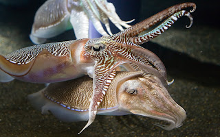 Cuttlefish wallpaper