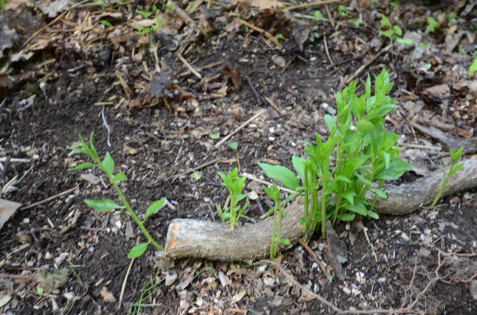 Glastonbury Bittersweet Battlers Invasive Plants Journal Bittersweet