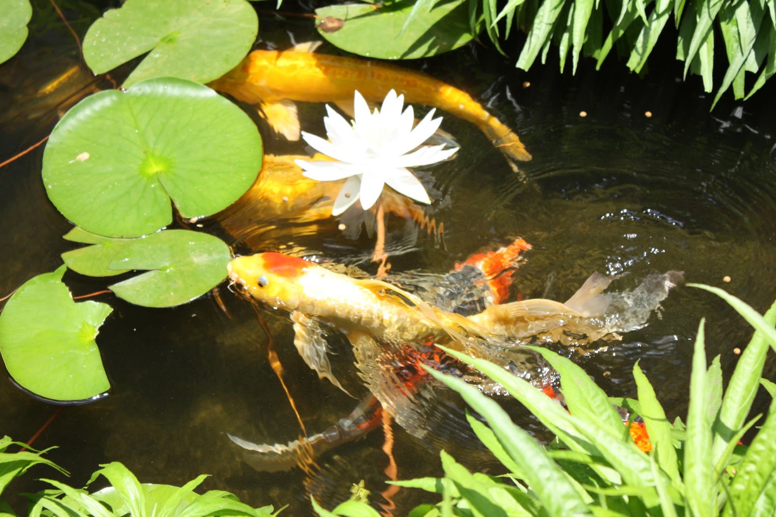 brick-koi-pond-brick-walls.jpg