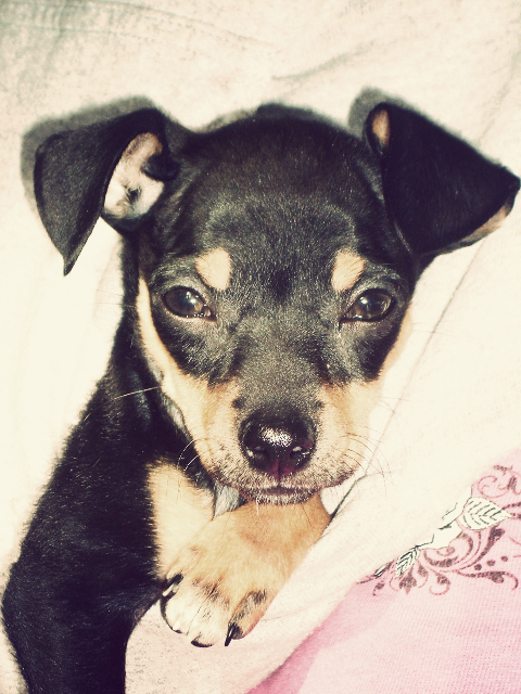 Little Buddies Dog Cat Boarding Grooming Paradise Nl Little Buddies Dog Cat Boarding Grooming Paradise Nl