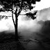 Um conto de inverno - Sobre frio, flores e deslocamentos