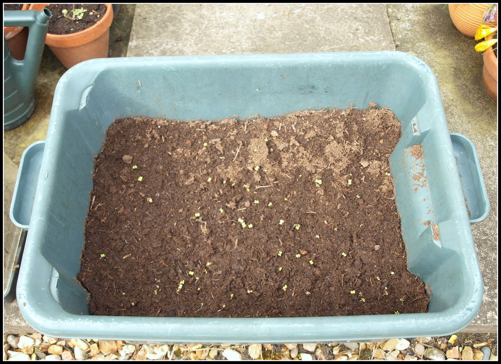 Mark's Veg Plot Salads and Wild Garlic