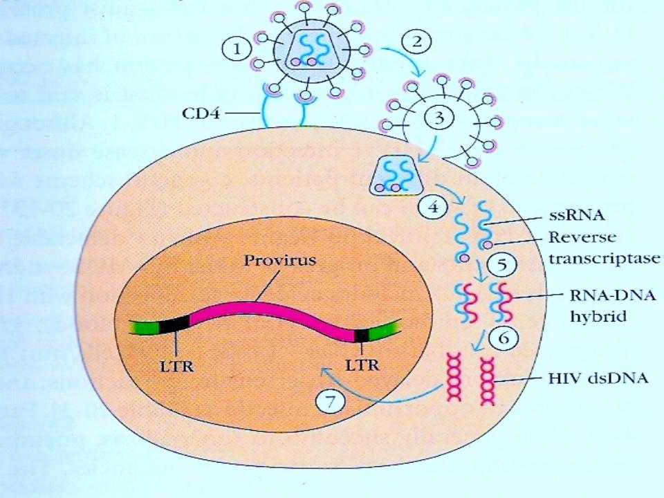 Hiv Blotches Pictures