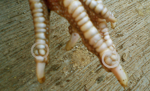 Karakter Ayam Bangkok Dilihat dari Sisik Kaki | VIRTUAL OF WOTAN