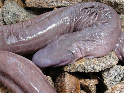 ular tretochoana eiselti 1 ular tretochoana eiselti 1