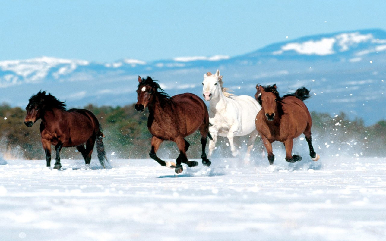 Brown And White Horse Running In Snow Brown And White Horse Running In Snow