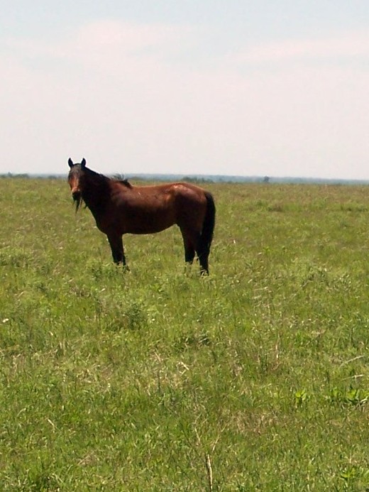 Deborah Vogts Kansas Flint Hills & Wild Horses