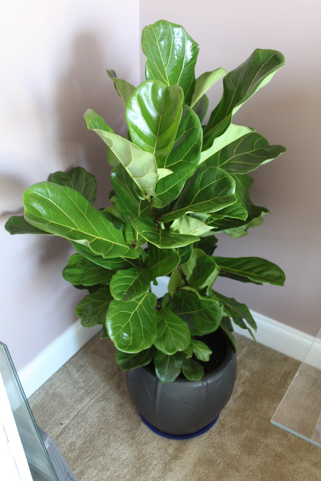 Dwellings By DeVore Oh Fiddle Leaf