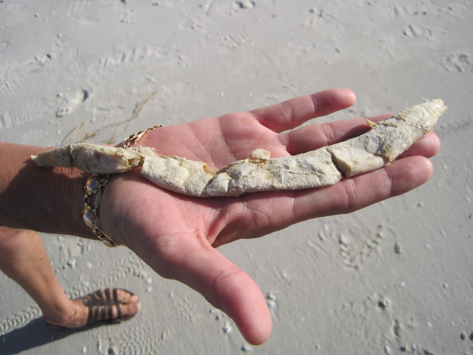 Mound House Happenings... Creature Features