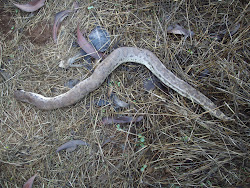 A dead large "Sand Boa" with its head severed.