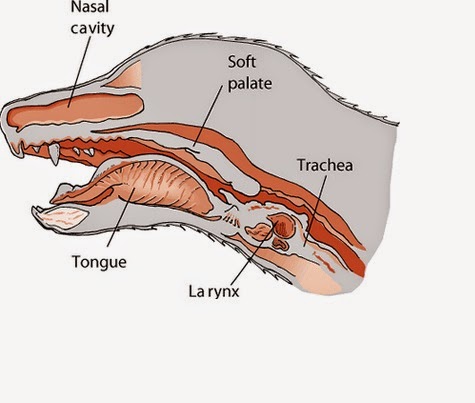 pomeranian kennel cough respiratory system pomeranian kennel cough respiratory system
