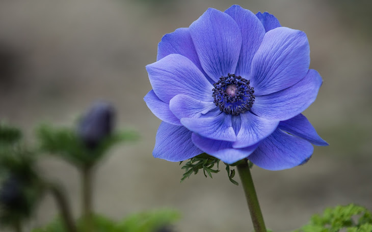 Blue Anemone Flower