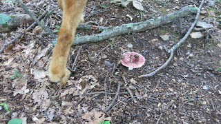 Theda and mushroom, Monday, July 13, 2015, 4:58:58 PM