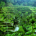 Ubud Bali Resorts