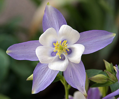 flowers for flower lovers columbine flowers pictures flowers for flower lovers columbine flowers pictures