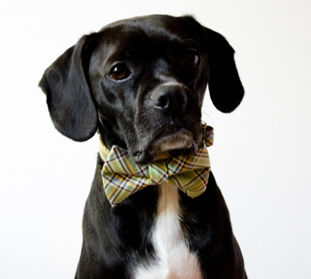 Jdm Dog Collar Jdm Dog Collar