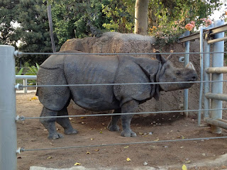 Rhinoceros waiting for dinner at the San Diego Zoo Rhinoceros waiting for dinner at the San Diego Zoo