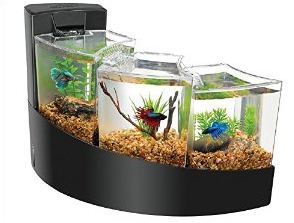 Ikan Laga Betta Fish Tanks Bentuk Akuarium Ikan Cupang Indah