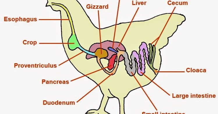 Sistem Pencernaan pada Ayam