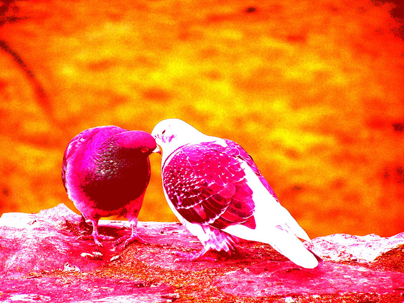 love bird free wallpapers love bird free wallpapers love bird free love bird free wallpapers love bird free wallpapers love bird free