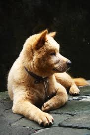 39+ Anjing kintamani coklat info