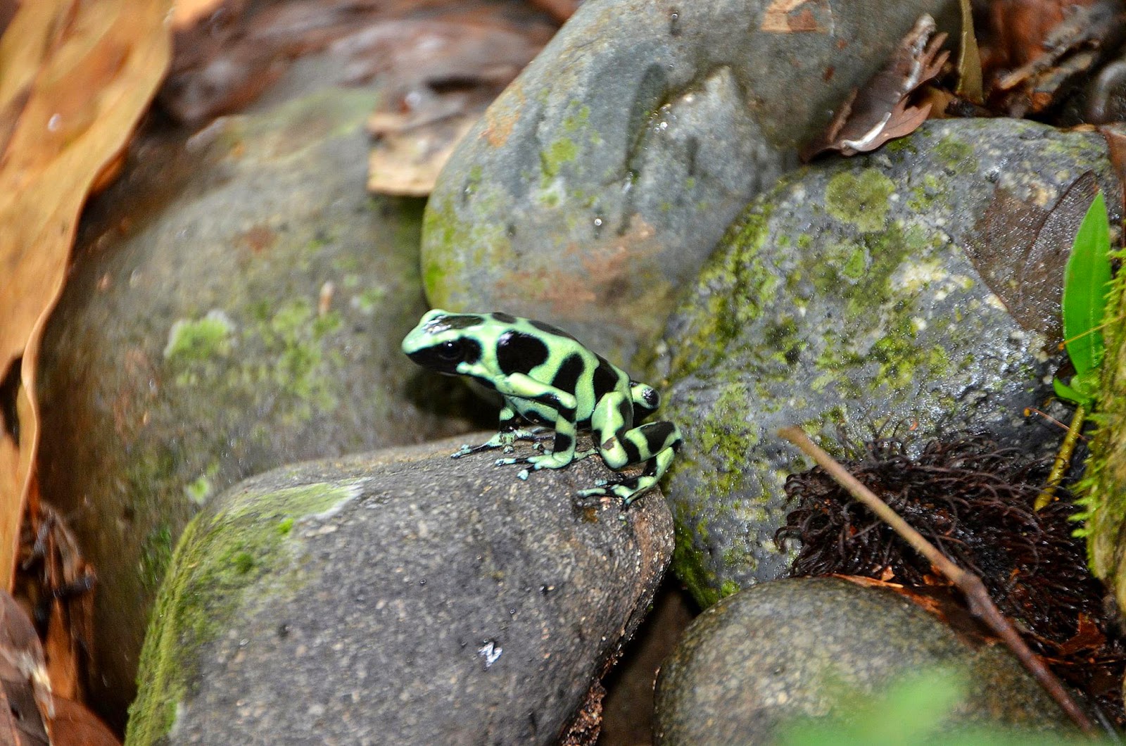 Dendrobates auratus