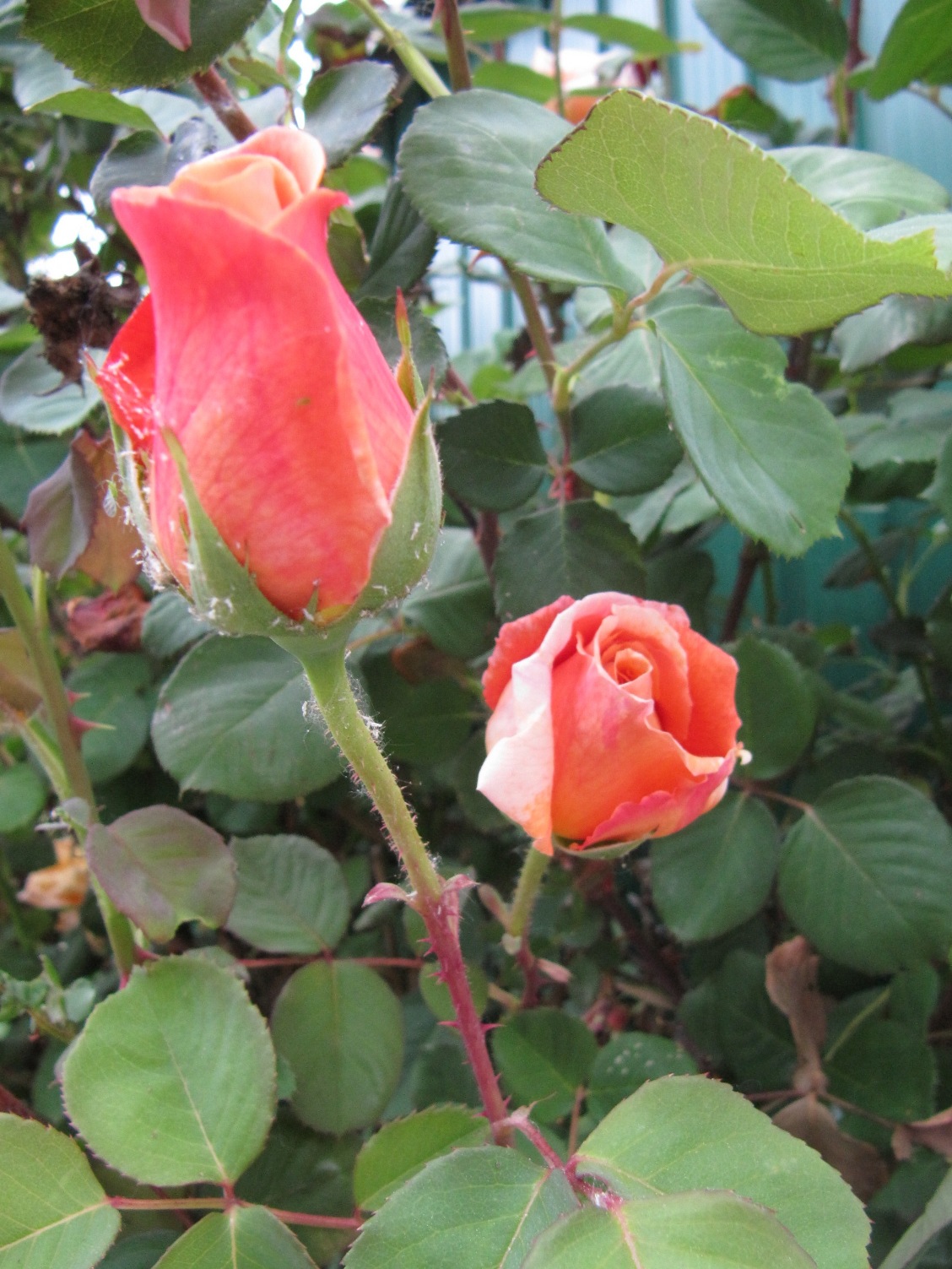 El Blog de MA: junio 2012