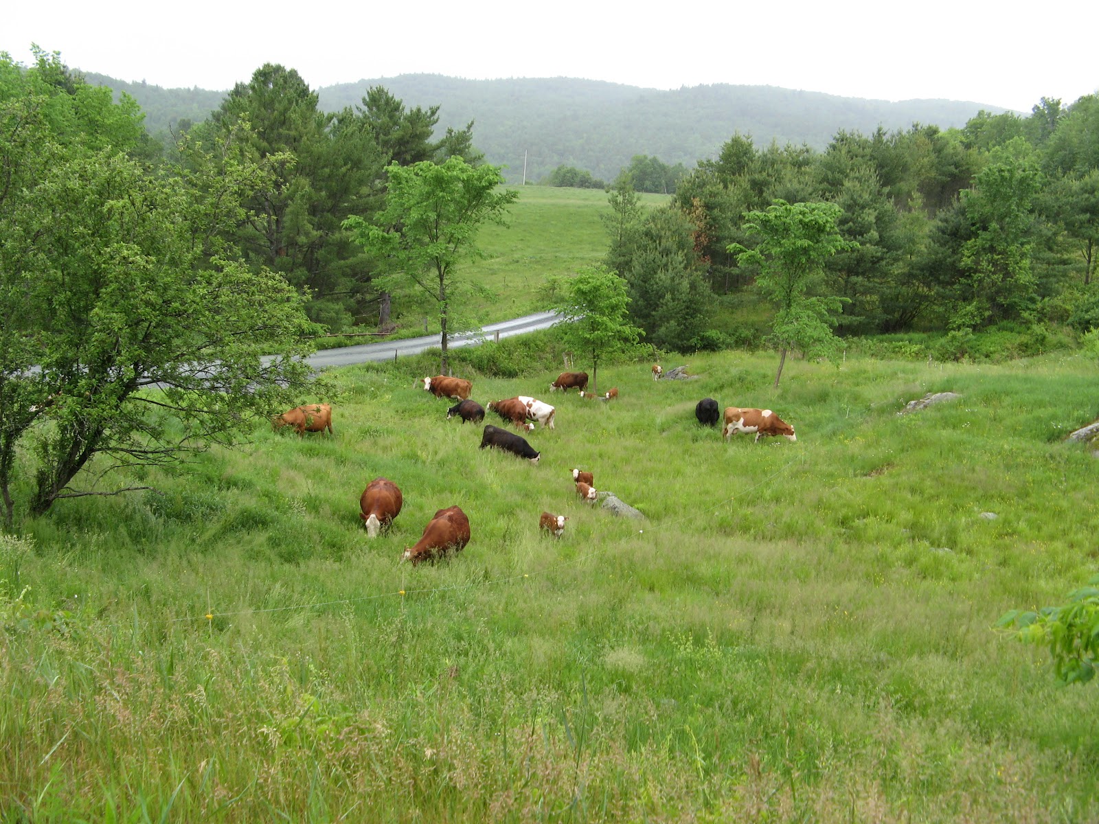 Cows In Rain