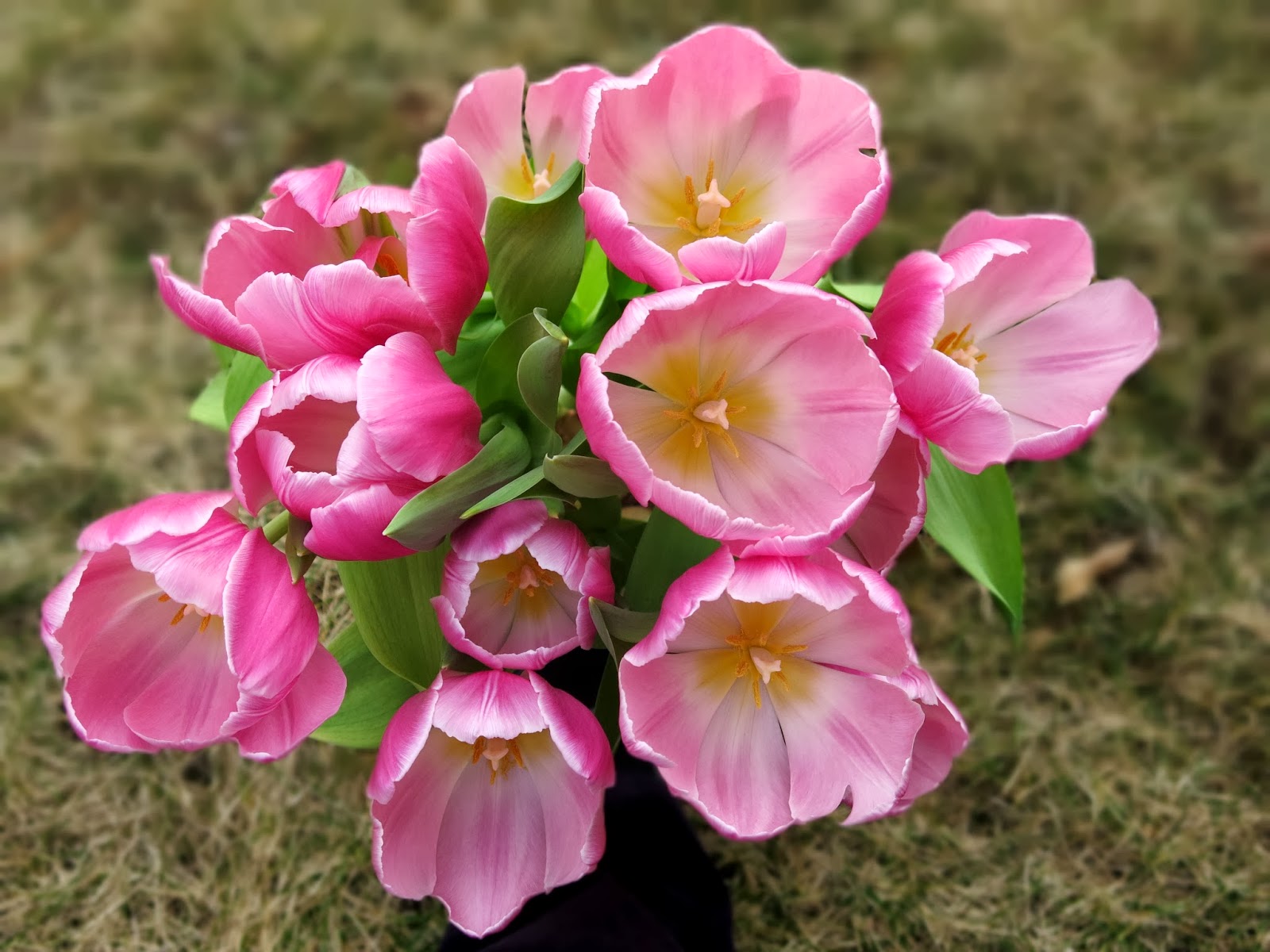 Karren's photography journal Tulips in full Bloom