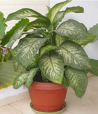 Dieffenbachia Sp