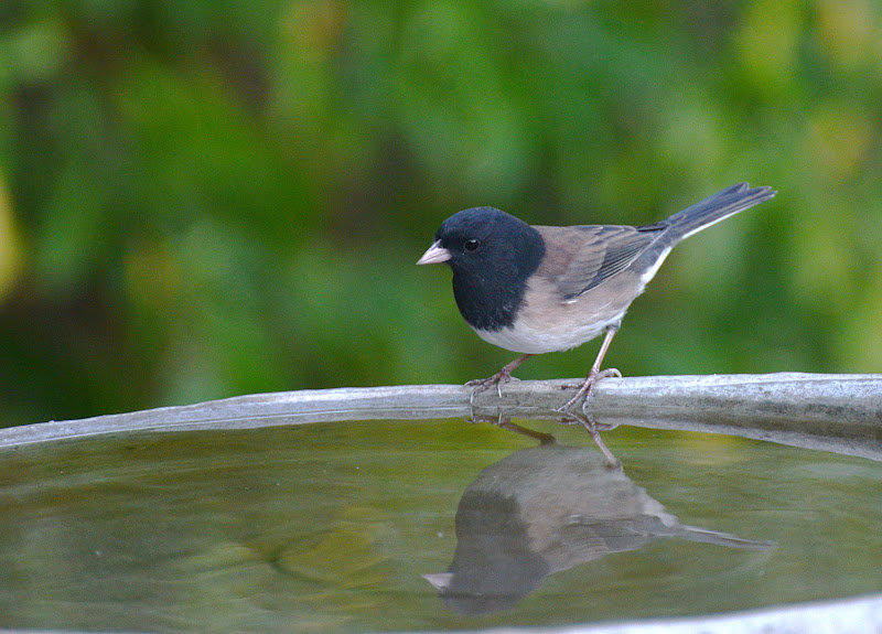 oregon backyard birds etc a return of oregon junco oregon backyard birds etc a return of oregon junco