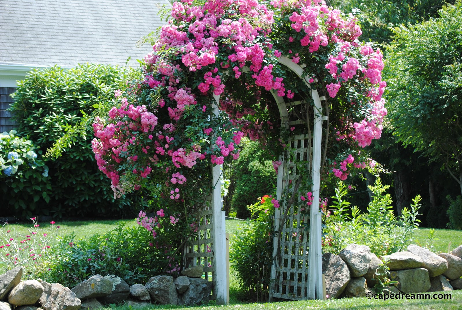 climber roses