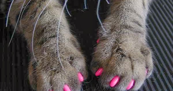 Cat Claw Covers Stop Catching Birds Cat Claw Covers Stop Catching Birds