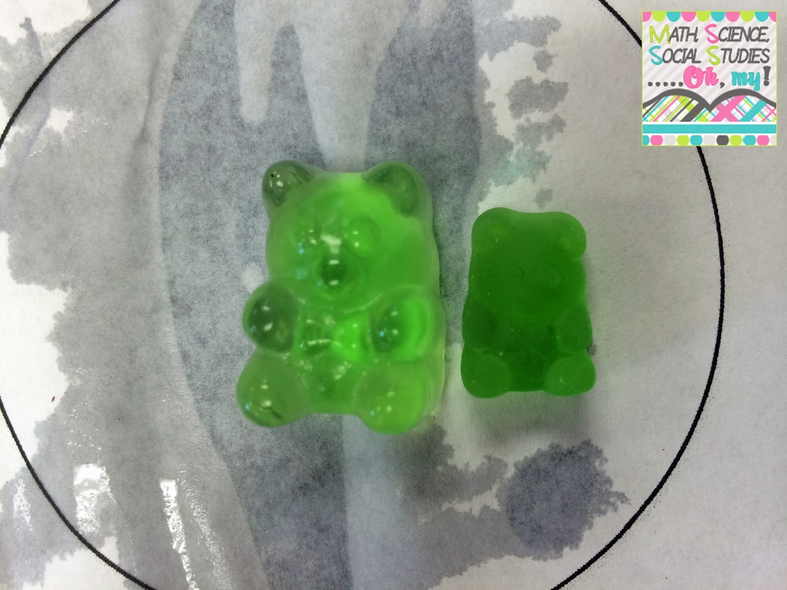 Corkboard Connections Investigating Gummy Bears