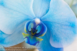 orquídea azul