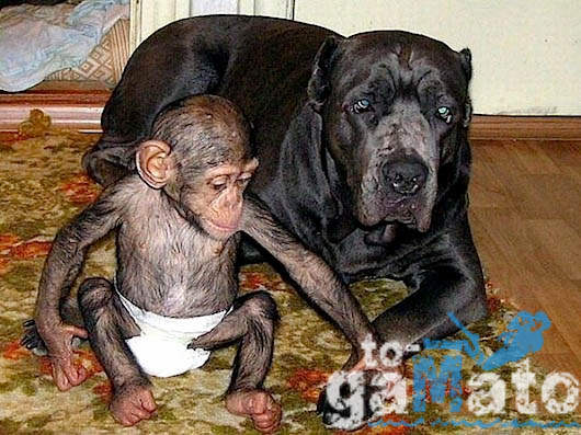 19 Απίστευτες εικόνες: Σκύλιτσα μεγαλώνει μαζί με τα κουτάβια της και έναν χιμπατζή!