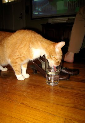 15 cats drinking from water glasses, funny cats, cat pictures, cute cat pictures