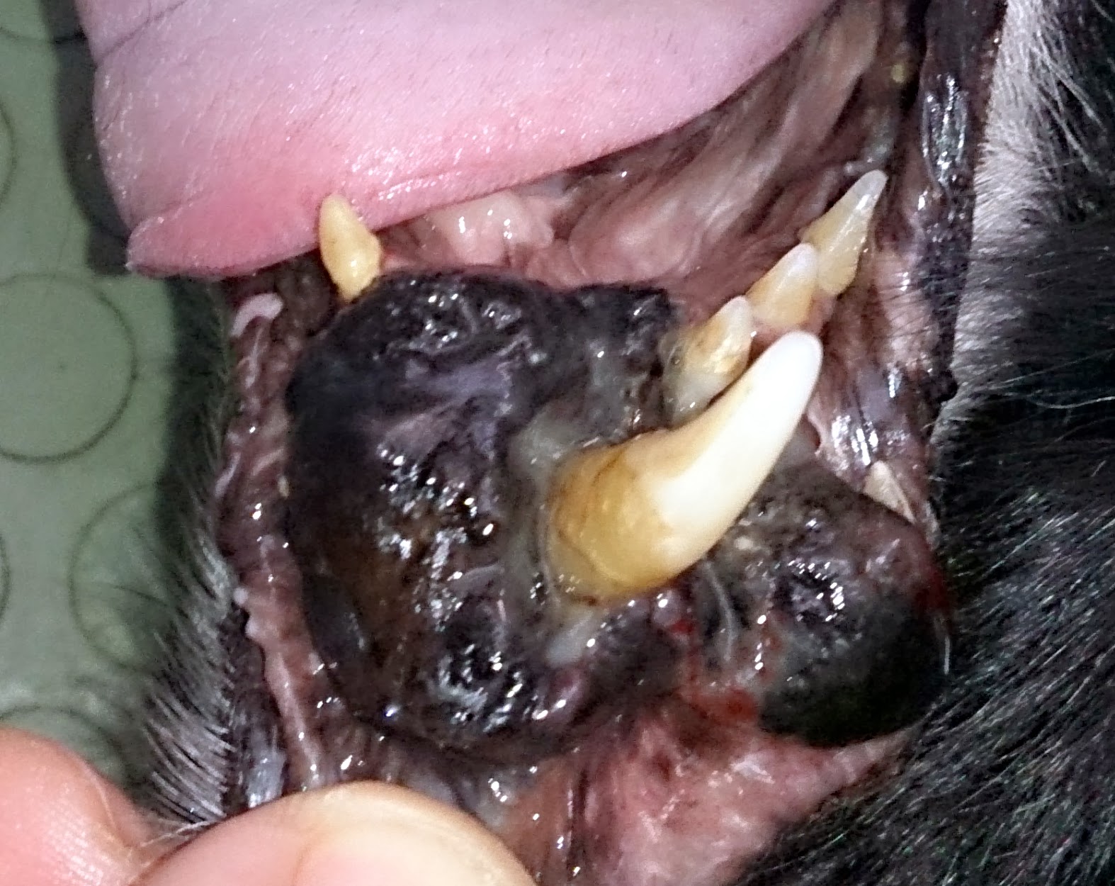 tumor boca perro