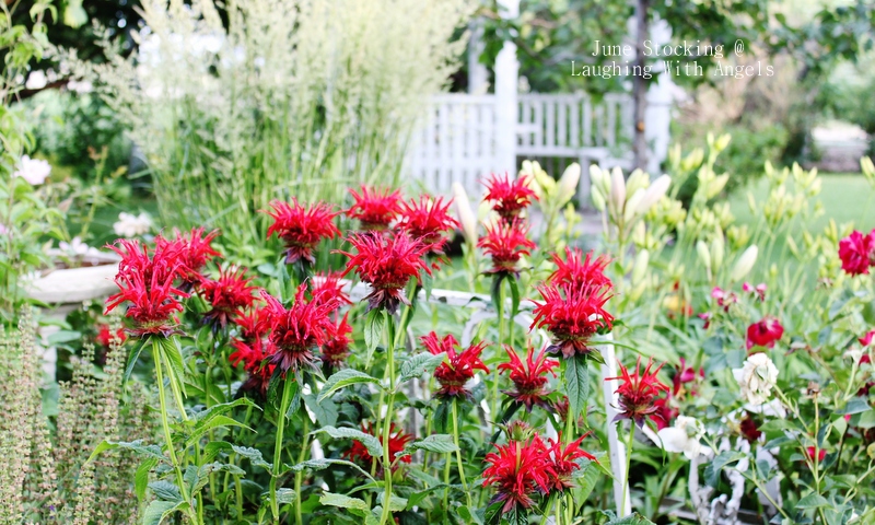Grace Gardens: Mid-July garden