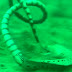 Sea Snake attacks, Electric Eel fights back