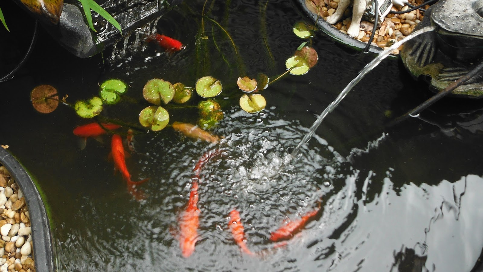 when michael falls in koi pond 9.jpg