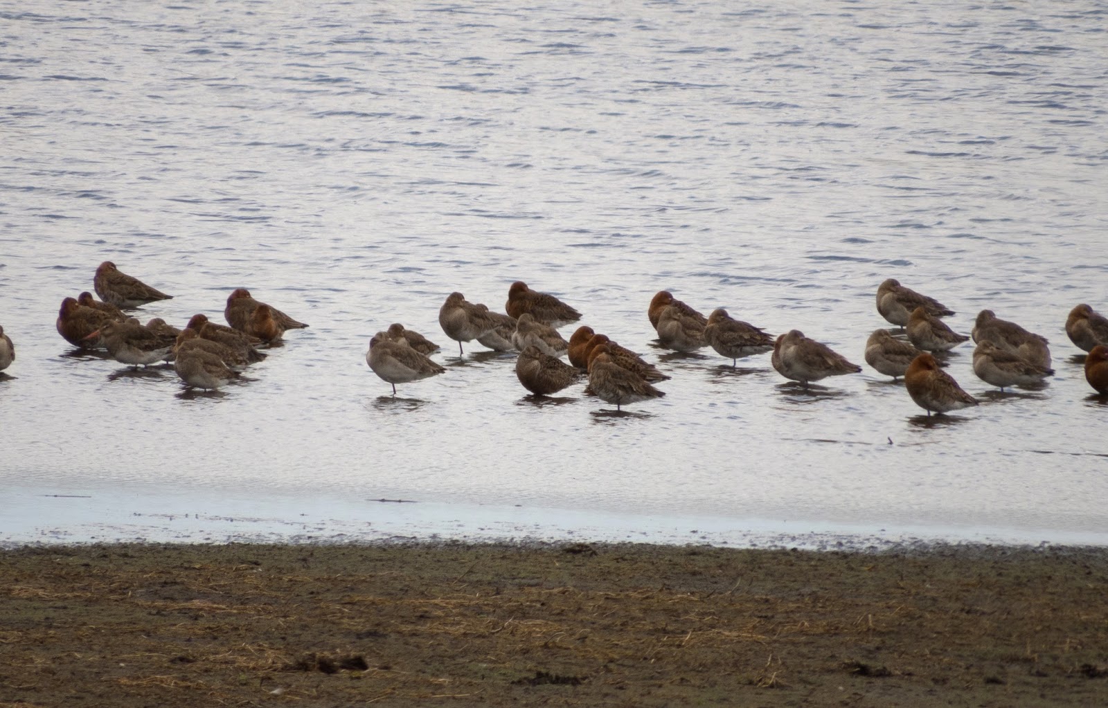 Hudsonian Godwit - Somerset Hudsonian Godwit - Somerset