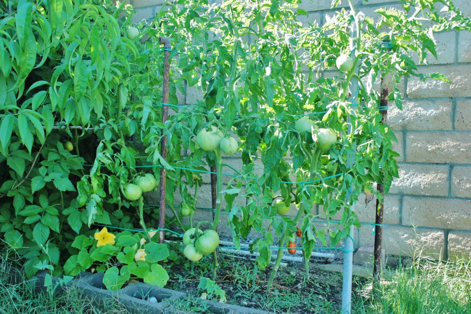California Vegetable Garden