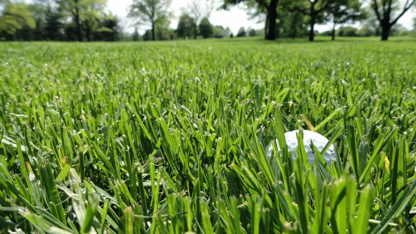 Káº¿t quáº£ hÃ¬nh áº£nh cho rough on a golf course